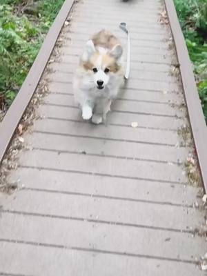 A post by @dexterfluffybutt on TikTok caption: Happy May! #fypシ #dogs #cutedogs #corgisoftiktok #corgis #itsgonnabemay 