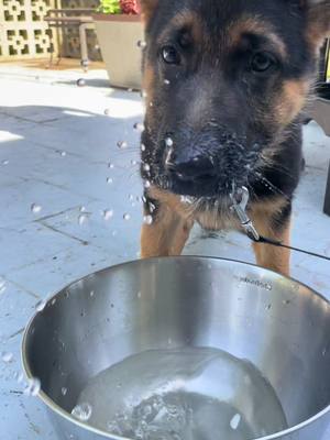 A post by @mischa_gsd on TikTok caption: Having a good time 💦 #gsd #germanshepherd #fyp #foryoupage #puppiesoftiktok #germanshepherdpuppy 