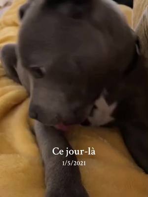 A post by @pacostaffie91 on TikTok caption: #cejour-là 