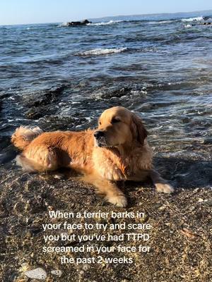 A post by @wallaceisgolden on TikTok caption: Why get a dog if not for therapy xo #TTPD 