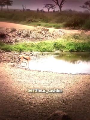 A post by @aesthetic_sashko on TikTok caption: gazelle outplayed the lion 😭🔥 | #gazelle #animals #cold #edit #fight #strong #fast #lion #sashko🕊🔱 #aesthetic_sashko 