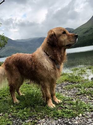 A post by @wallaceisgolden on TikTok caption: My dog spotting outdoorsy men on holiday … #goldenretriever 