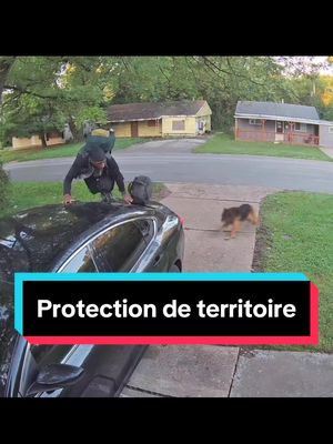 A post by @lecoledelameute on TikTok caption: Pourquoi certains chiens défendent leur territoire et d’autres non ? 🐶 Merci @Nala de m’avoir inspiré pour cette vidéo 😌 #educationcanine #educateurcanin #chien #chiens  