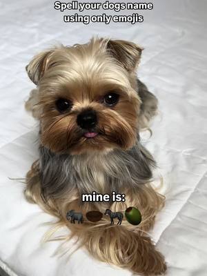 A post by @enz0theyorkie on TikTok caption: Comment your pet’s name using emojis🫶🏻 #yorkie #dogsoftiktok #emoji #emojichallenge 