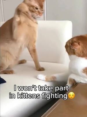 A post by @rescue.dogs4 on TikTok caption: #cat #tiktok #animals #cats #tiktokvideo #pet #cute #cutecat 