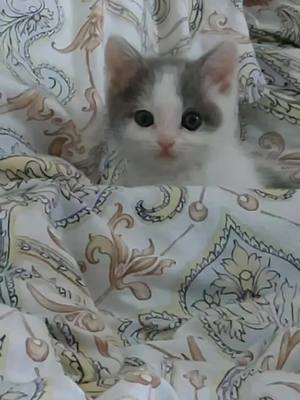 A post by @lina_serebryanaya on TikTok caption: #кабанчик#котик#мими 