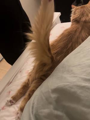 A post by @canadian_steve on TikTok caption: Nasty pose steven #fyp #catsoftiktok 