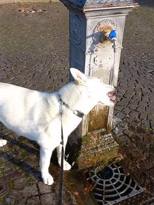 A post by @duonghien5586 on TikTok caption: #xyzbca #xuhuongtiktok #husky #viralvideo #viraltiktok #vicenza_italy🇮🇹  after ran out for 3,5 km to Berico church up on the hill 