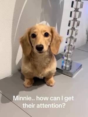 A post by @dachshundfanworld on TikTok caption: That works! ~ Via: DM for credit / removal ~ #dogs #fyp #dogdad #dogmom #puppy #pups #dachshund #dachshundlife #dachshundaddict #minidachshund #dachshundpuppy #puppiesofinstagram #dog #cutedogs #sausagedog