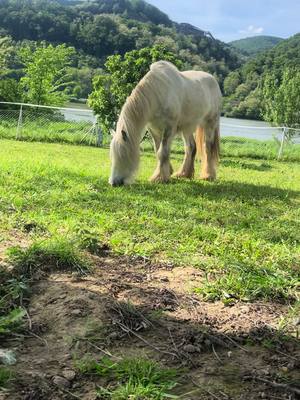 A post by @snow.viie on TikTok caption: Manchmal brauchts nicht mehr um glücklich zu sein 😌 #horse #pferd #happy 