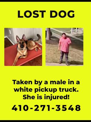 A post by @shenandoahshepherdrescue on TikTok caption: SSR Nation - WE NEED YOUR HELP! LUNA MAY BE IN DANGER LUNA (formerly known as Spazzy Jazzy) was attacked by a dog on Friday, May 3, and escaped from her owners, running half a mile back to their house. When she arrived, a white Ford F-150 single cab pickup truck pulled up, and a man got out, calling her over. He seemed to be looking at her collar for tags before putting her in his truck. We initially hoped he had good intentions and was trying to keep her safe, but the owners have now received new Ring footage from a neighbor showing him speeding through the neighborhood, flying over a speed bump, and running stop signs, yelling, and hitting the side of his truck with his hand. They missed finding Luna by two minutes when they returned home, and we are all very scared for her safety. Her life may be in danger, and we need immediate assistance in identifying this man. Location: Odenton, MD — Piney Orchard Pkwy and Riverscape Dr REWARD OFFERED: NO QUESTIONS ASKED If you have any information, please contact: 240-338-3069 410-271-3548