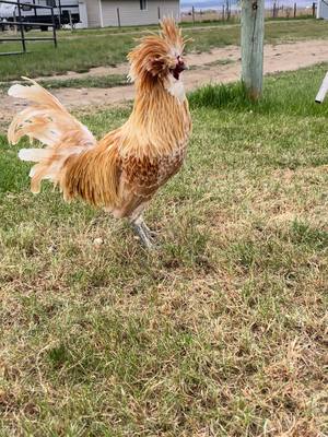 A post by @carlostherooster on TikTok caption: Margaritas or tequila? ##carlos##carlostherooster##cincodemayo##celebrate##drunk##drama##dramatic##rooster##chicken##celebration##tequila##sunday##foryou##foryoupage