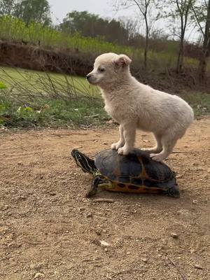 A post by @yonee77 on TikTok caption: #animals 