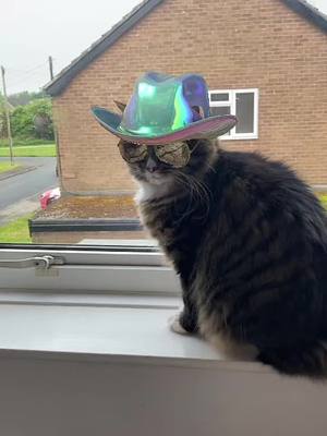 A post by @dorothyhanna8585 on TikTok caption: #cottoneyejoe #catlover #cat