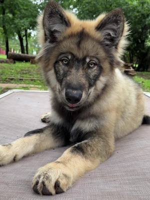 A post by @wanderwithwillow on TikTok caption: Miss Gryff 🖤 #gryffin #wolfdog #puppy #puppiesoftiktok #germanshepherd #husky #malamute #wolf 