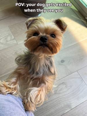 A post by @enz0theyorkie on TikTok caption: More energyyy 😌  #dogsoftiktok #cutedog #yorkie 