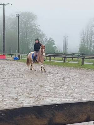 A post by @nina_et_cooper on TikTok caption: Un super parcours avec Pépito 🥰 #obstacles #concours #fyp #poney #pourtoi #horse #cheval #equestrian #viral #cavalo #cavalier 