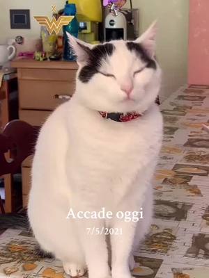 A post by @nunziacolanzi on TikTok caption: #accadeoggi 