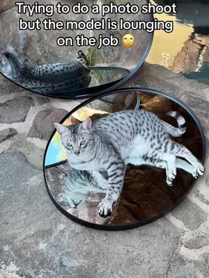 A post by @thecatgiza on TikTok caption: High demand performer!  — #catthings #cattwins #catproblems  #TrainedCat #catsoftiktok #cattok #EgyptianMau #mau #Cat #maupal #CuteCat #CatTrainer #Tabby #GrayTabby #Cat #Pet #TwinCats #CatBrothers #Kitty #TigerCat #CatLife #CatLover #CatMom #Cats #CatOfTheDay #Kitten #gizacat #gizaluxor #tiktokcat 