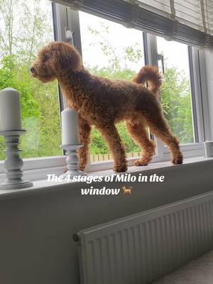 A post by @the_lythgoeclan on TikTok caption: The stages of milo in the window #dogtok #dogtoker #cavapooshon #puppylove #puppy #puppylove 