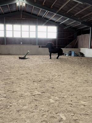 A post by @elegido_my_companion on TikTok caption: Pure Eleganz 🦭😂 #freiarbeitmitpferd#libertyhorse#funny#failvideo#spanishhorse#pferdemädchen#bodenarbeit#horselove#pferdeliebe#fy 