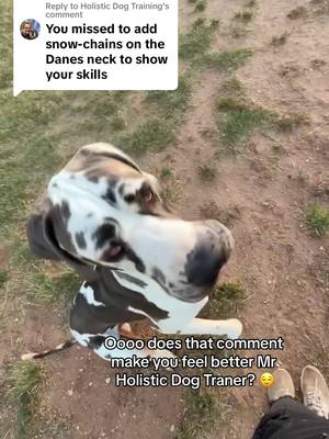 A post by @butlerthegreatdane on TikTok caption: Replying to @Holistic Dog Training since you want the receipts and cant see with your eyeballs 🤓 #fyp #dogs #gooddogs #DogTraining #dogmom  