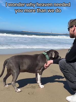 A post by @hadleyhazex on TikTok caption: Archer Daniels 💔🕊️ #petloss #greif #loss #americanbully #petgrief #alldogsgotoheaven 