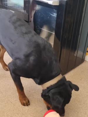 A post by @tickiditokwoman on TikTok caption: #dogs #fyp #funnydogs #rottweiler 