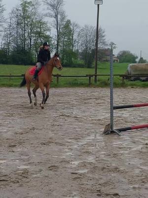 A post by @nina_et_cooper on TikTok caption: Concours interne, 2ème parcours avec Girly 😊 #cavalier #cavalo #viral #equestrian #cheval #horse #pourtoi #obstacles 