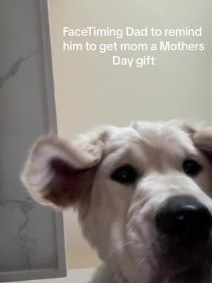 A post by @doglover_kn on TikTok caption: Fur moms are real moms too!! #mothersday #goldenretriever #puppy 