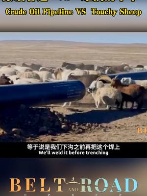 A post by @villagewonder1 on TikTok caption: 当原油管道碰上“难搞的羊羊”…… When the Crude Oil Pipeline encounters "Touchy Sheep"…… #theBeltandRoad #丝路青年说 #BeltandRoad#youthperspective