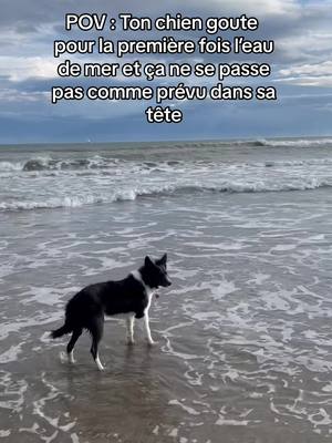 A post by @clea_et_cie on TikTok caption: Les experiences d’un border collie- Du coup il n’a plus jamais réessayé,  et pas de panique, nous avions de l’eau douce avec nous 😂  