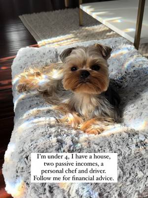 A post by @enz0theyorkie on TikTok caption: Comment below for advice 🤭 #dog #fypage 