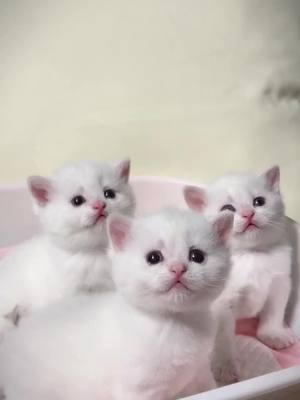 A post by @your_cutepet on TikTok caption: #pet #CutePet #cat #cuteanimals 