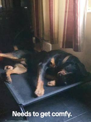 A post by @tickiditokwoman on TikTok caption: Needs to get comfy lol. #fyp #funnydogs #rottweiler #dogs 