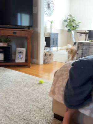 A post by @zozocormierr on TikTok caption: pov: small dog playing with big dog #foryoupage 