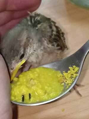 A post by @kitten_rico on TikTok caption: #pajaro 