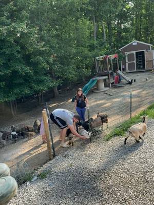 A post by @youvegoattobekiddingfarm on TikTok caption: Thank God they offered to take care of the animals for me so that I could relax 😂😂💀 #happymothersday #farmlife #marriageishard #lifewithkids #fyp #PygmyGoats #tennessee #babygoats #chickens #chaos 