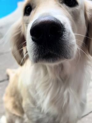 A post by @doglover_kn on TikTok caption: The cutest little family 🤍#goldenretriever #puppy #goldenretrieverpuppy #dogfamily 