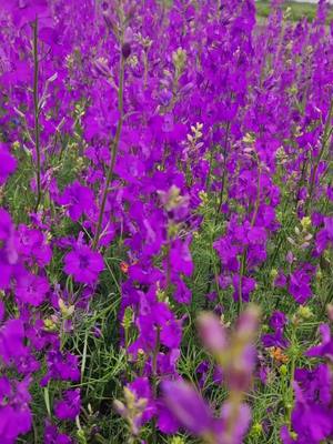 A post by @nickien on TikTok caption: 🥰😍💜💜💜💜💜#foryou #flowers #prettyflowers #peaceful #fieldofflowers #purple 