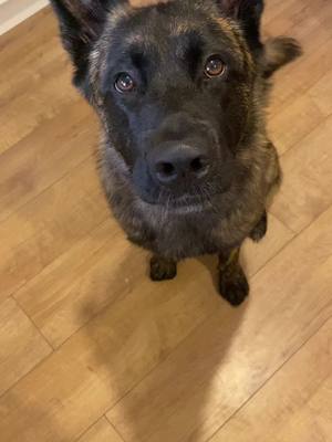 A post by @dorothyhanna8585 on TikTok caption: #dog #dogsoftiktok #cute #dutchshepherd 