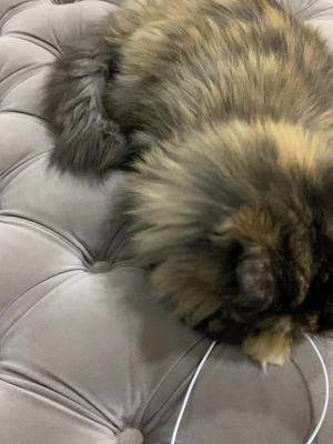 A post by @go_catlover on TikTok