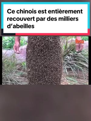 A post by @mikamydofficiel on TikTok caption: Ce chinois est entièrement recouvert par des milliers d’abeilles #histoirevrai #abeille 