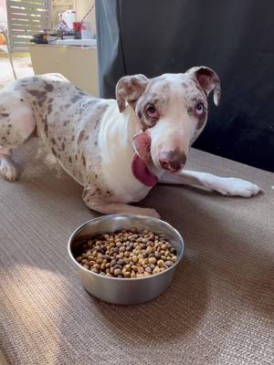 A post by @arrowtotherescue on TikTok caption: #AD We’re proud to work with Nutrish and feed Arrow Nutrish Whole Health Blend Real Chicken & Veggies Recipe. Nutrish Whole Health Blend Recipes for dogs are specially formulated to support balanced energy, active mind, and immune support, helping Arrow and other dogs live their best lives! #FeedYoursHelpMore @Nutrish 