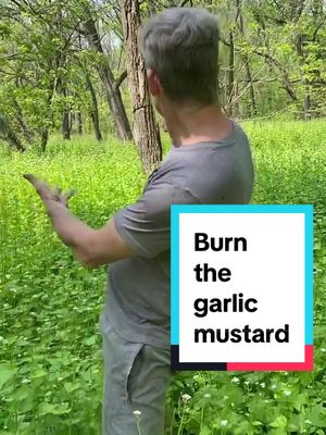 A post by @wellfedwild on TikTok caption: Fire is more effective than herbicide for eliminating garlic mustard.#foraging #fireecology #garlicmustard 