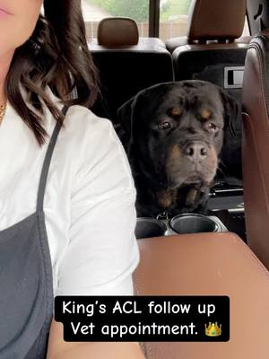 A post by @kingtherott on TikTok caption: We got some good & bad news.   Bad News > Another month of house arrest for King. His body is taking alittle longer to heal his ACL tear. Good News > he lost 10 lbs 💛👑 #kingtherott #rottweiler #dogsoftiktok #aclrecovery 