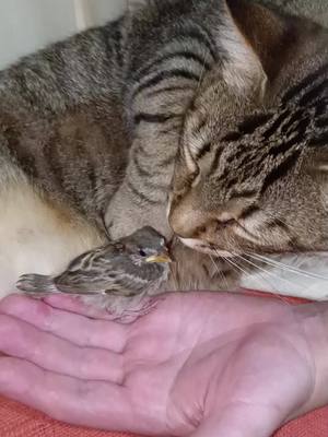 A post by @kitten_rico on TikTok caption: #cat #pajaro #sparrow 