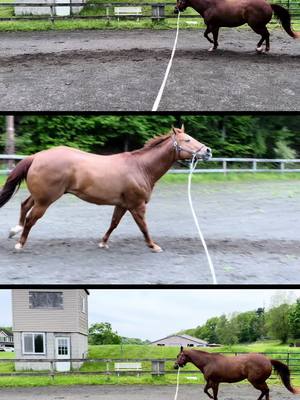 A post by @thundering_hooves on TikTok caption: Home from the first show and Kid is ready to start pumping for the next one. #bdkidscluoosified #aqha #horsesoftiktok 