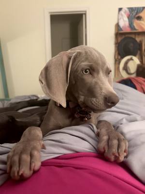 A post by @bentleyanndbooks on TikTok caption: The way she charges up for that last bite 😂 #fypage #fypシ゚viral #viral #weimaraner 