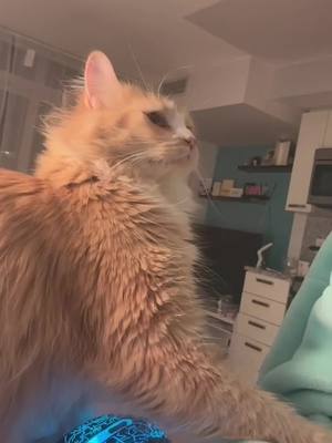 A post by @canadian_steve on TikTok caption: Absolutely feral #fyp #catsoftiktok 